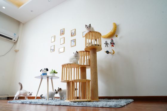 Rumah Tahan Lama Kitten Cat Climbing Tree Tower Condo Dengan Scratching Posts