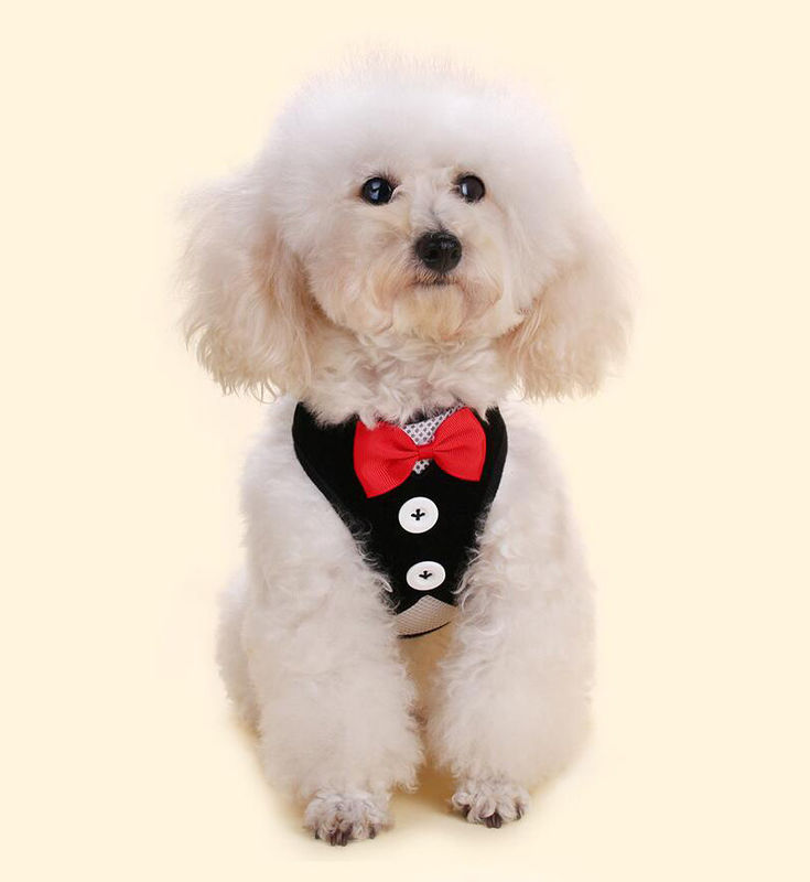 Adjustable Collar Leash Harness Set Kerah Anjing Buatan Tangan Dengan Tali Rompi Traksi Dasi Kupu-kupu L 35-50cm