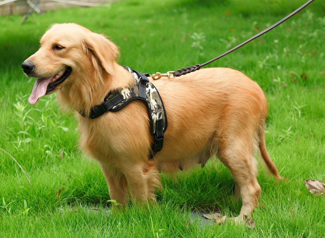 Oxford Mesh Kanvas Adjustable Empuk Anjing Harness Rompi Hewan Peliharaan Anjing Pelana Tali Dada Bernapas Tidak Ada Tarik Kerah Hewan Peliharaan