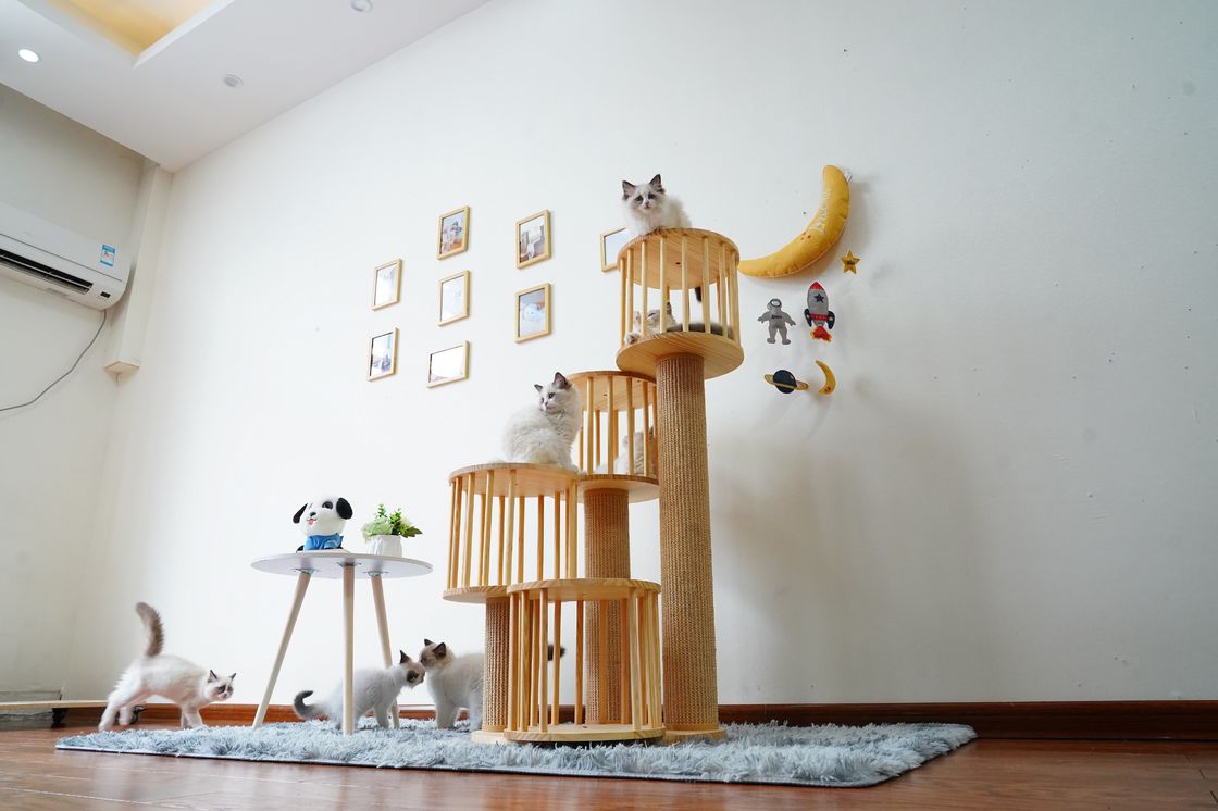Rumah Tahan Lama Kitten Cat Climbing Tree Tower Condo Dengan Scratching Posts