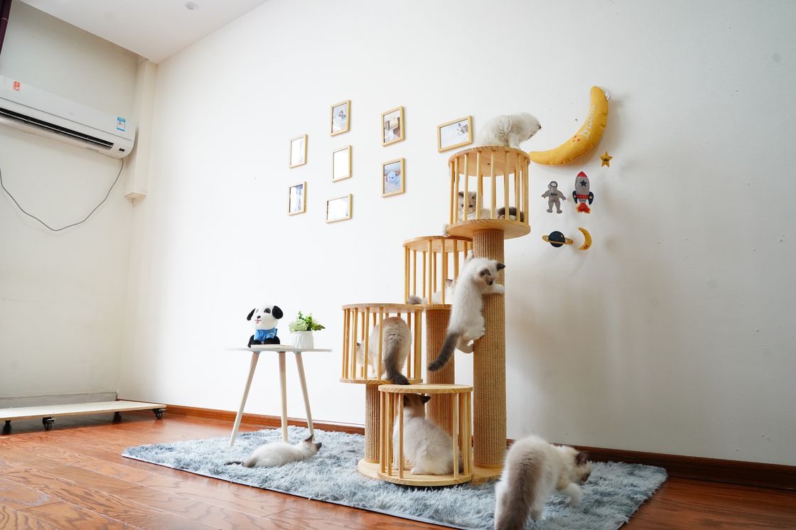 Rumah Tahan Lama Kitten Cat Climbing Tree Tower Condo Dengan Scratching Posts